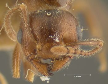 Media type: image; Entomology 20824   Aspect: head frontal view
